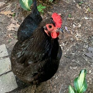 Meet your Posher, Kenneth